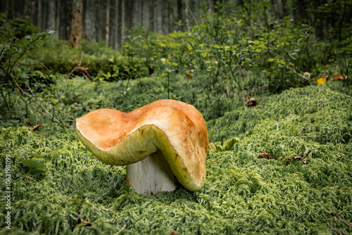 White mushroom in a mountain forest. Wet forest with mushrooms. photo