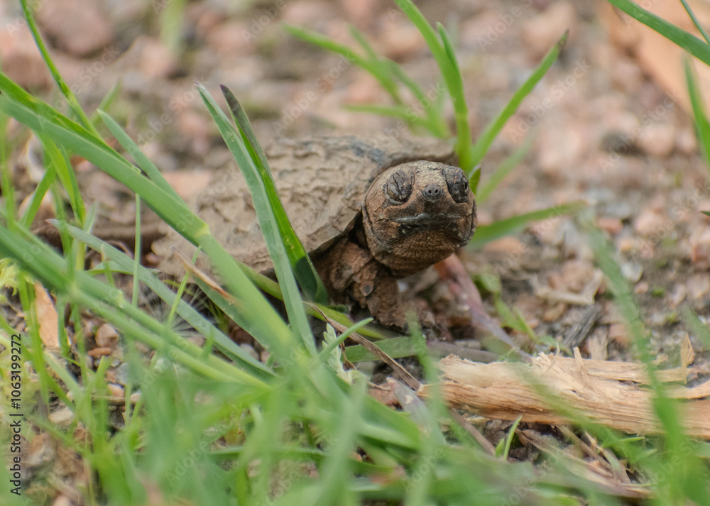 baby snapping turtle walking on gravel baby snapping turtle walking on gravel