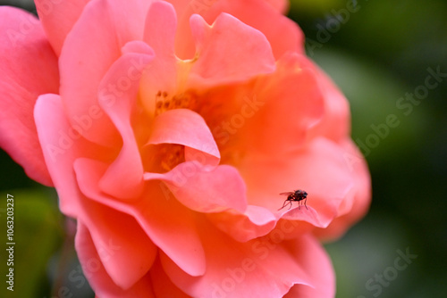 Fly on a rose