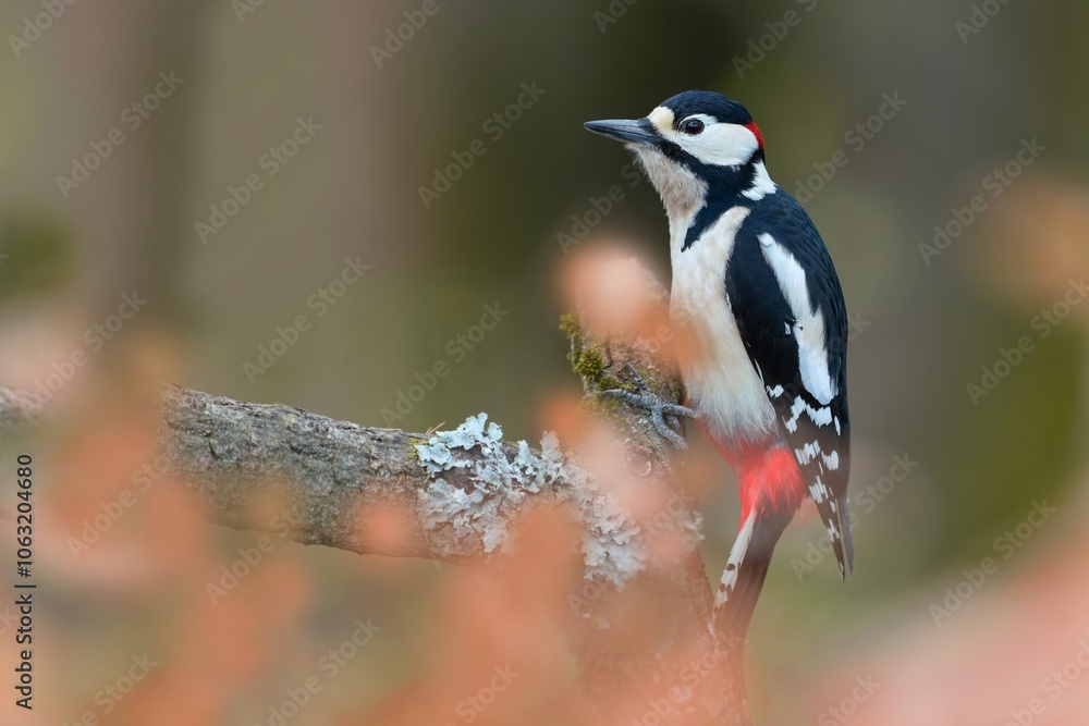 Obraz premium A male great spotted woodpecker sits on a tree stump. Dendrocopos major