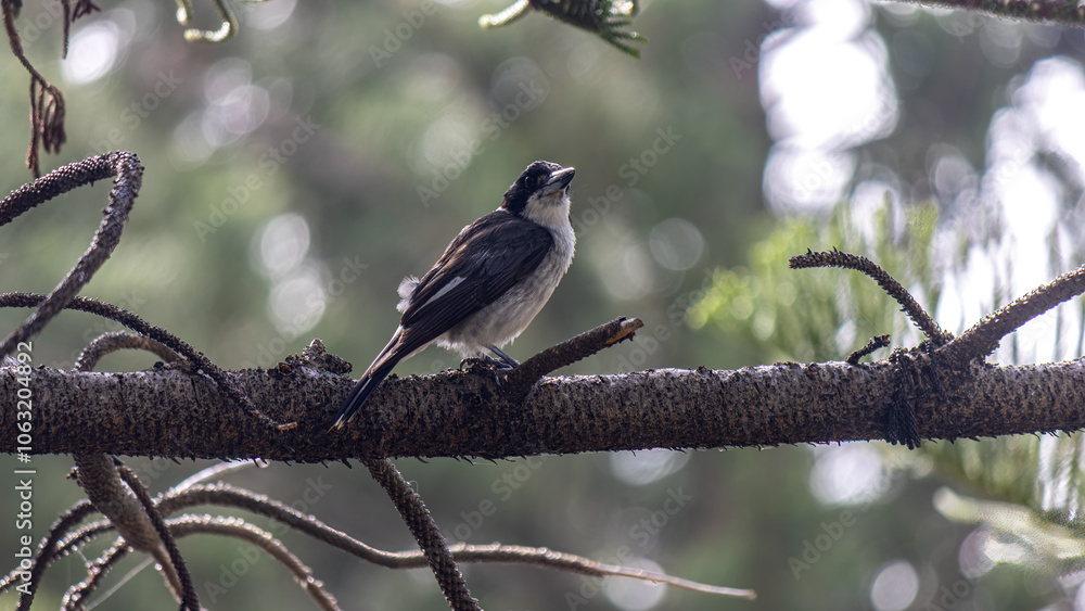 Adult Grey Butcher sitting on a branch Adult Grey Butcher sitting on a branch