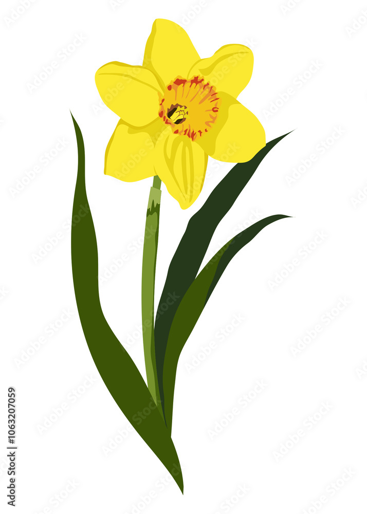 Yellow daffodil png sticker, realistic flower illustration on transparent background Yellow daffodil png sticker, realistic flower illustration on transparent background
