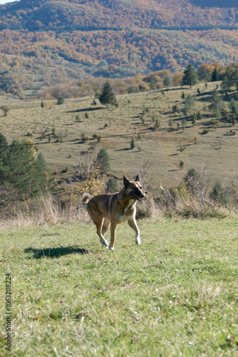 dog playing in the mountains