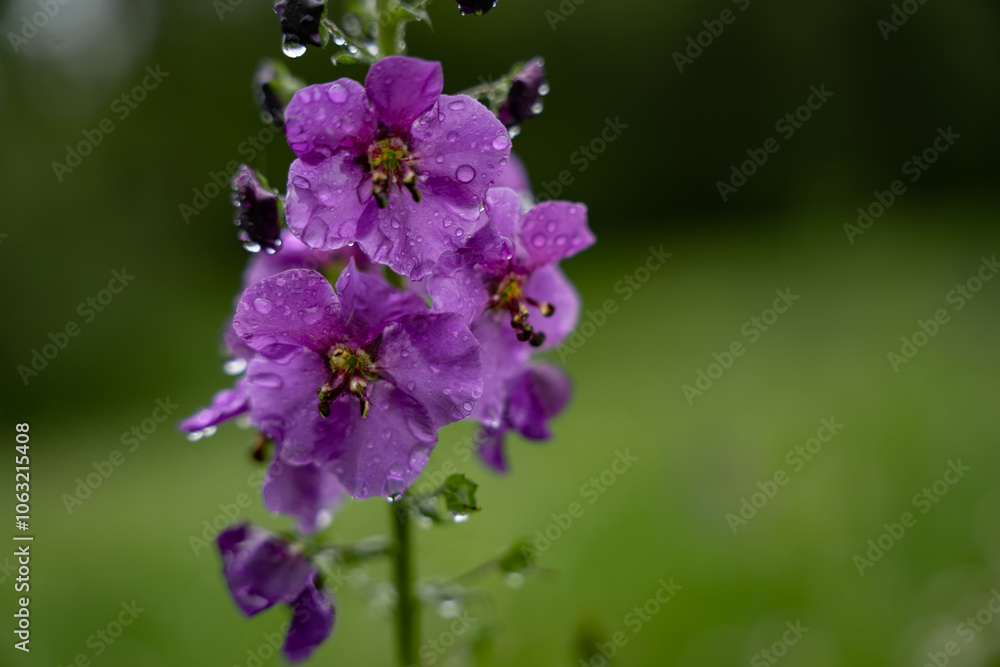 Verbascum phoeniceum, known as purple mullein, blooms in spring. Purple perennial wild flower in rainy weather Verbascum phoeniceum, known as purple mullein, blooms in spring. Purple perennial wild flower in rainy weather