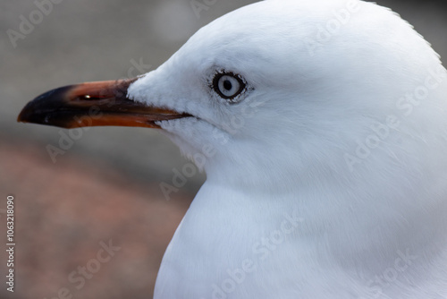 Closeup of a Silver Gull bird photo