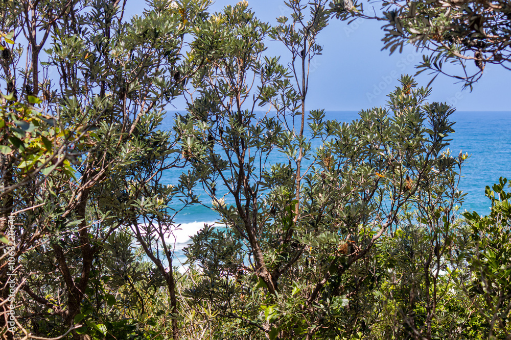 Blue ocean view behind trees Blue ocean view behind trees