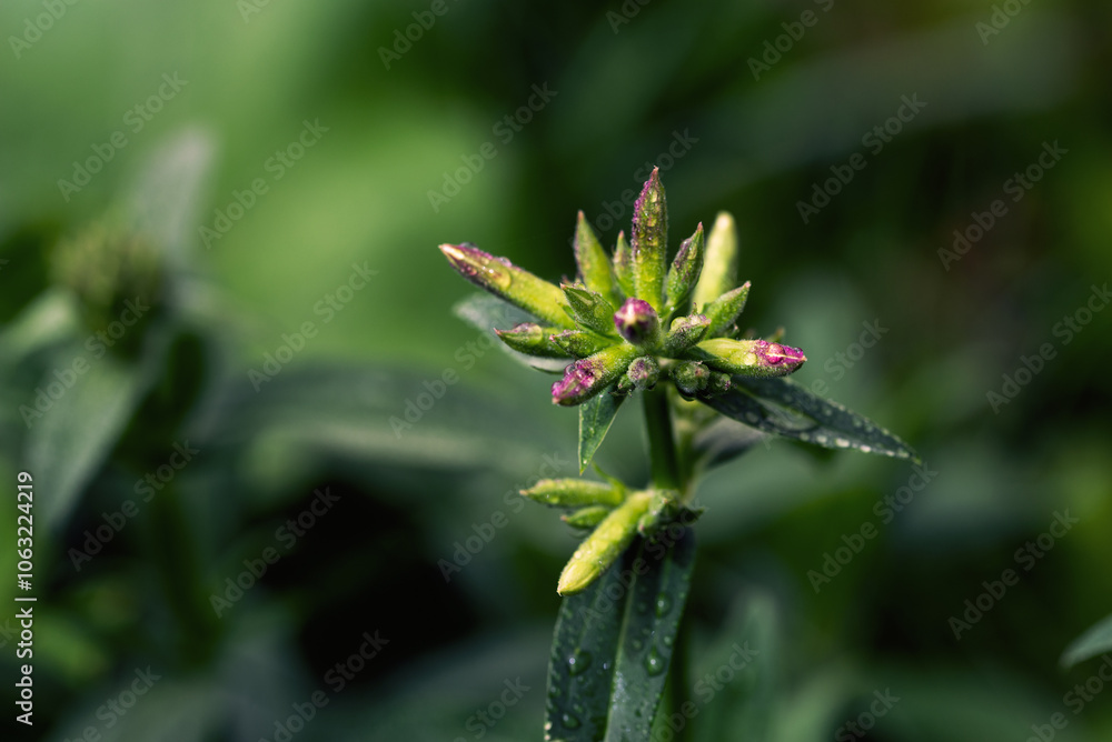 Natural macro of green plants in nature Natural macro of green plants in nature