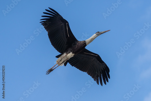 Asian Woolly-necked Stork in flight. This large wading bird with a distinctive white neck is found in wetlands and forests across Asia. photo