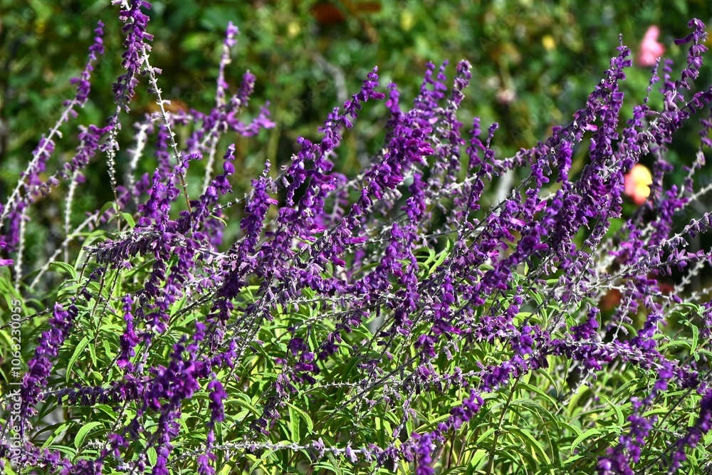 Obraz premium Mexican bush sage (Salvia leucantha) flowers. Lamiaceae perennial tropical plants. Purple calyx produces white lip-shaped blooms in fall.