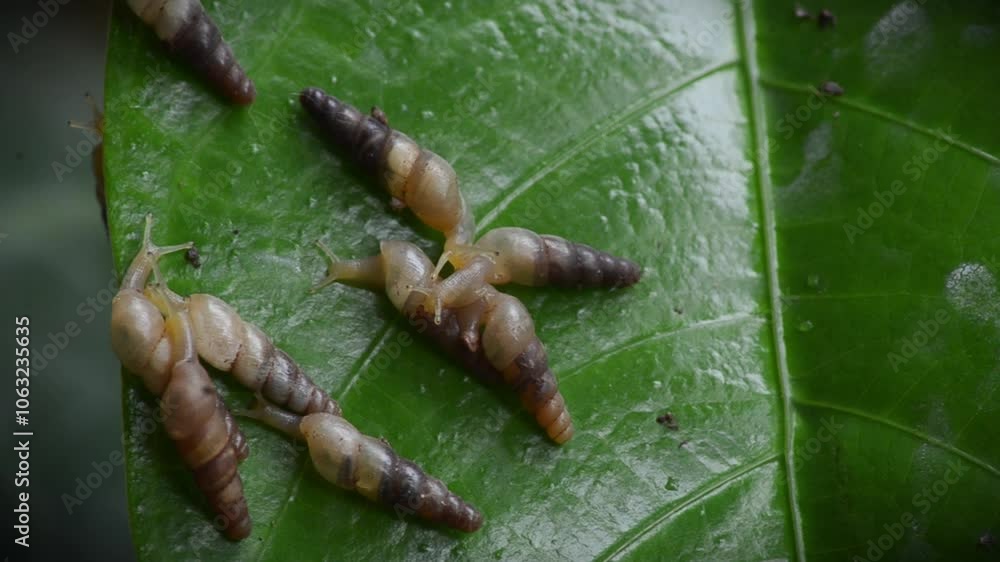 A very small snail is walking on a green leaf A very small snail is walking on a green leaf