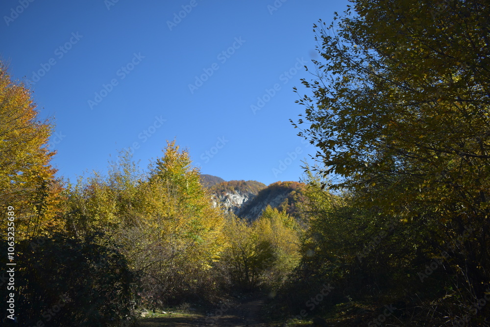 Fototapeta premium Красивый осенний пейзаж, буковый лес осенью