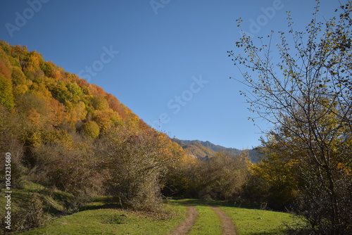 Красивый осенний пейзаж, буковый лес осенью photo