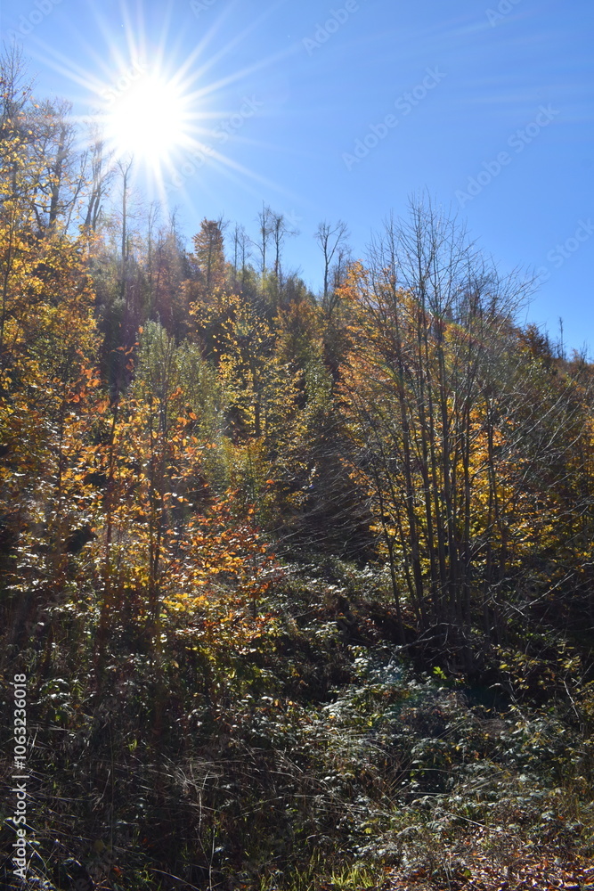 Beautiful autumn landscape, beech forest in autumn Beautiful autumn landscape, beech forest in autumn
