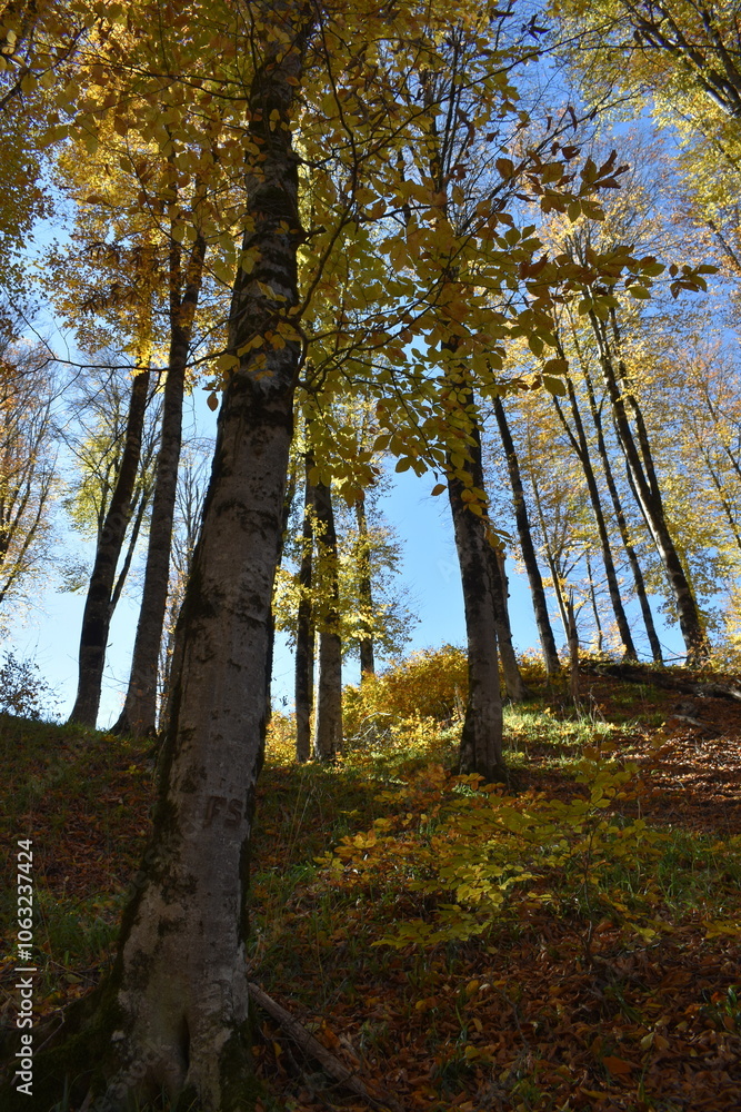 Obraz premium Красивый осенний пейзаж, буковый лес осенью