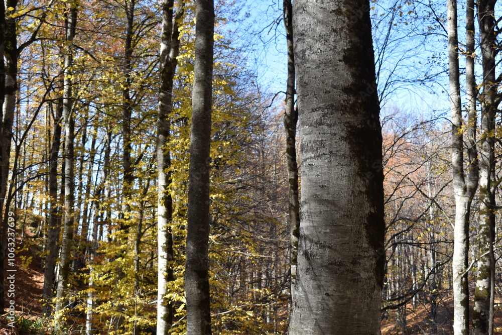 Obraz premium Красивый осенний пейзаж, буковый лес осенью