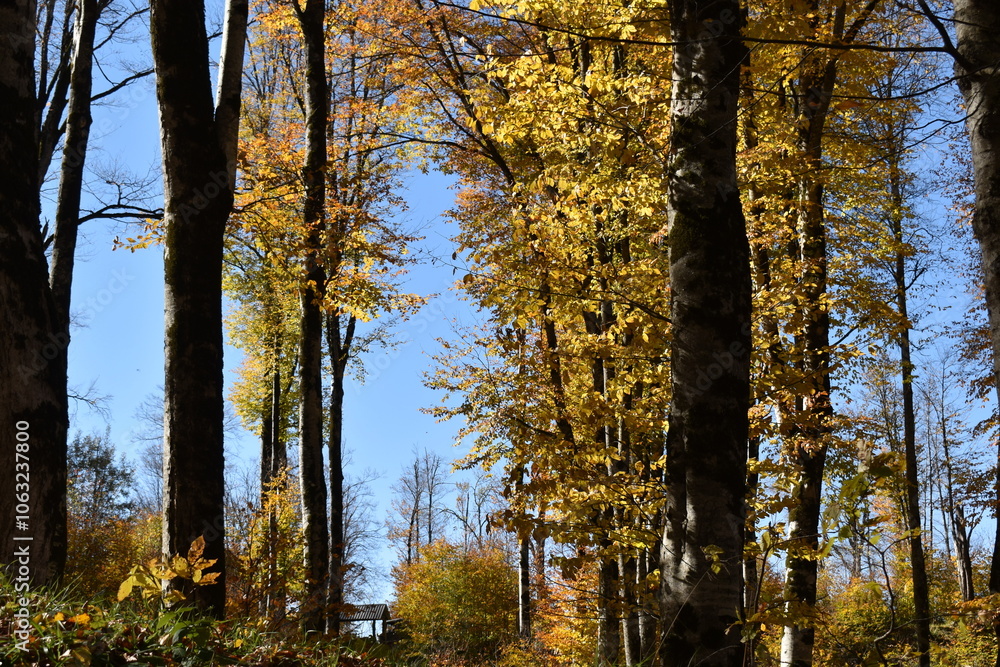 Fototapeta premium Красивый осенний пейзаж, буковый лес осенью