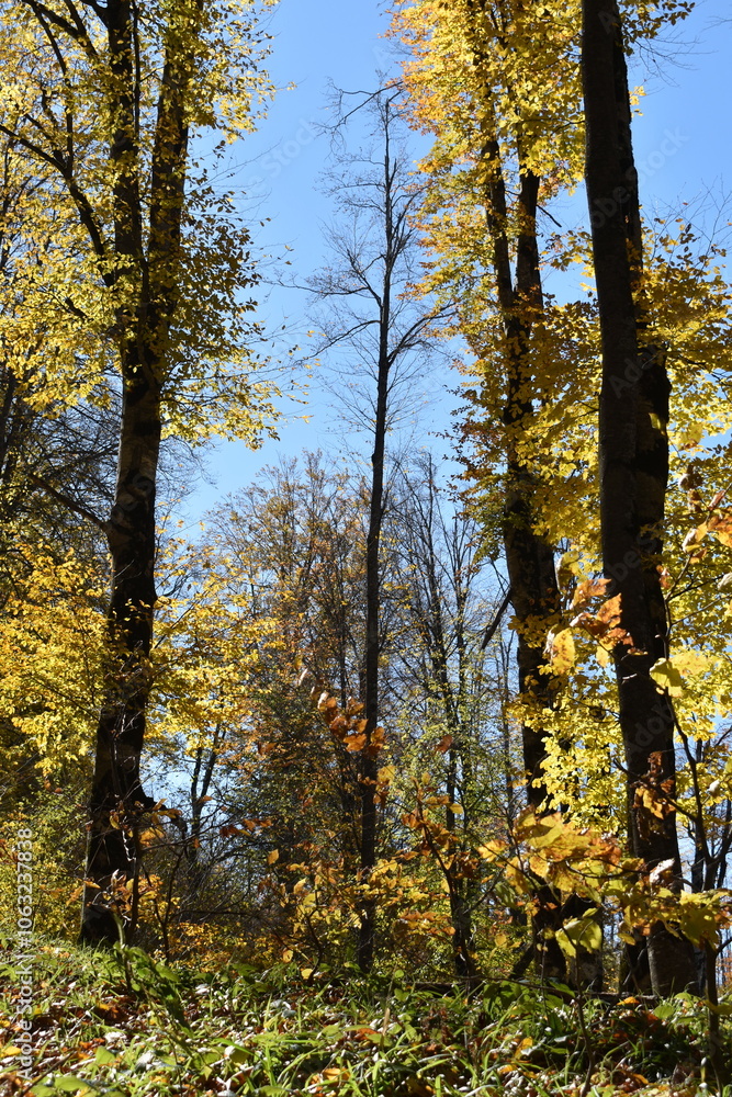 Fototapeta premium Красивый осенний пейзаж, буковый лес осенью