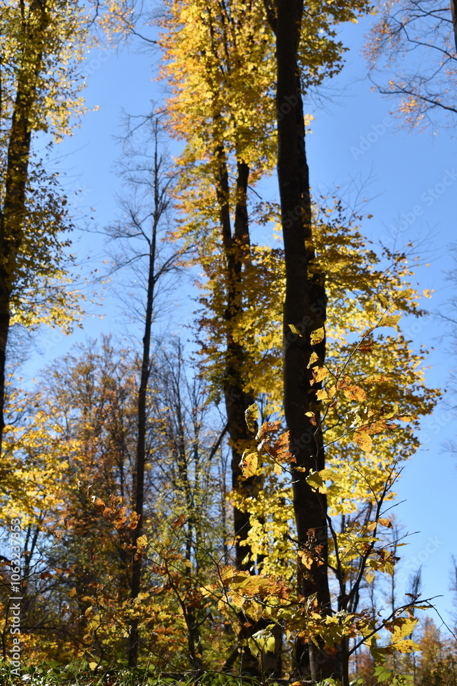 Fototapeta premium Красивый осенний пейзаж, буковый лес осенью