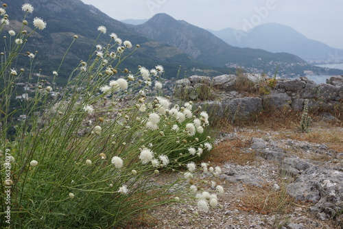Fotografie White flowers against the backdrop of the Montenegrin mountains in Sutomore