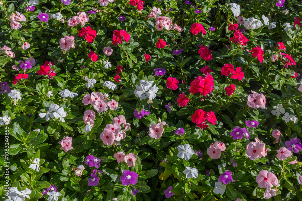 Vinca rosea flower in various colors. Fan or rosette flower.