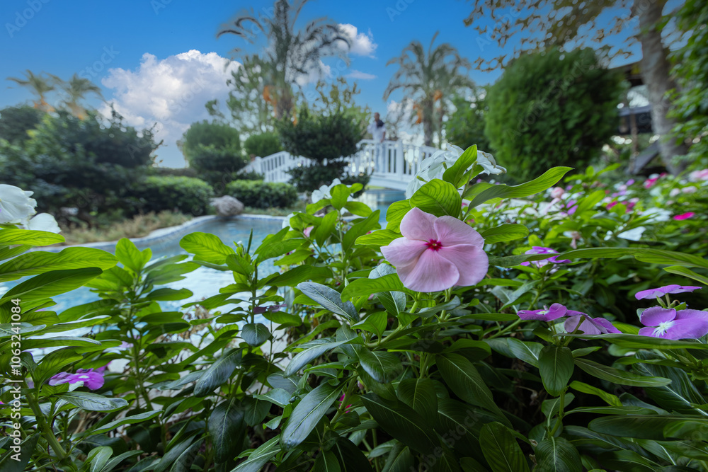Vinca rosea flower in various colors. Fan or rosette flower.