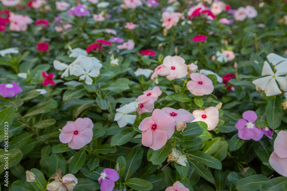 Vinca rosea flower in various colors. Fan or rosette flower.