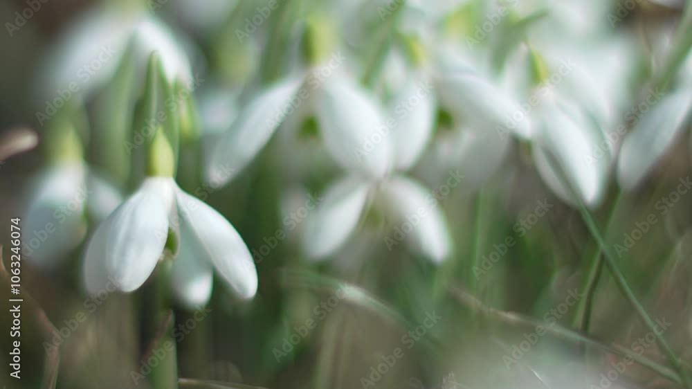 Snowdrops, flower, spring. White snowdrops bloom in garden, early spring, signaling end of winter. Snowdrops, flower, spring. White snowdrops bloom in garden, early spring, signaling end of winter.