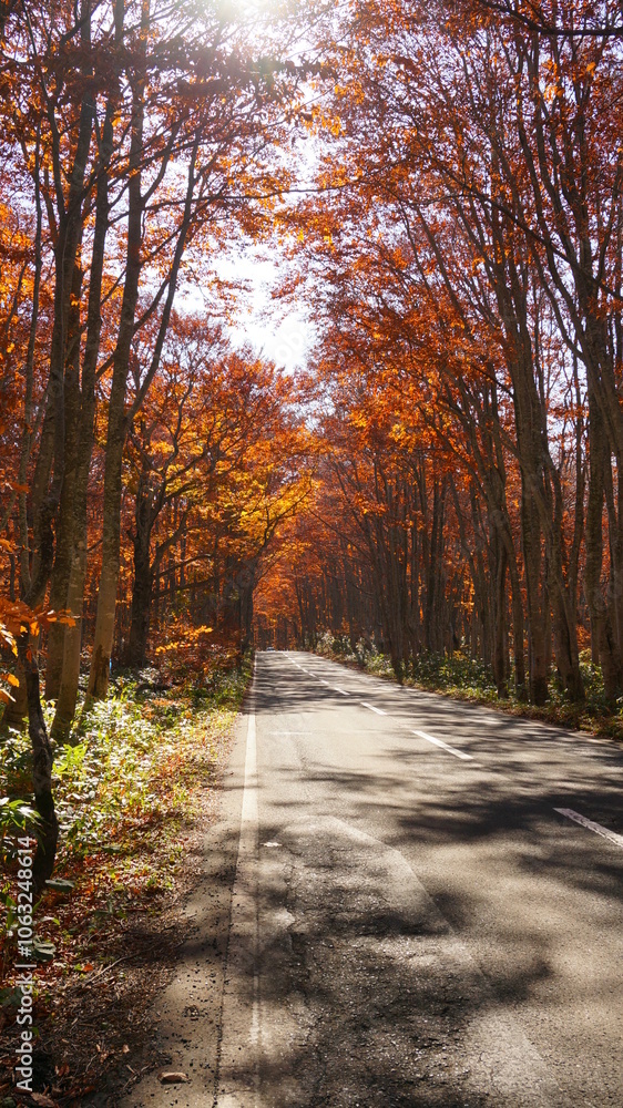 Obraz premium 紅葉の八甲田の森