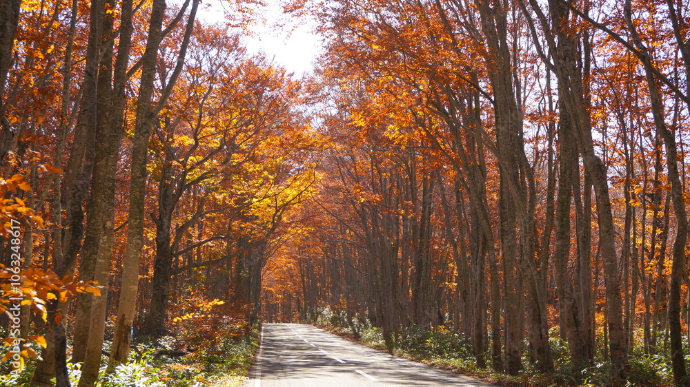 紅葉の八甲田の森 紅葉の八甲田の森