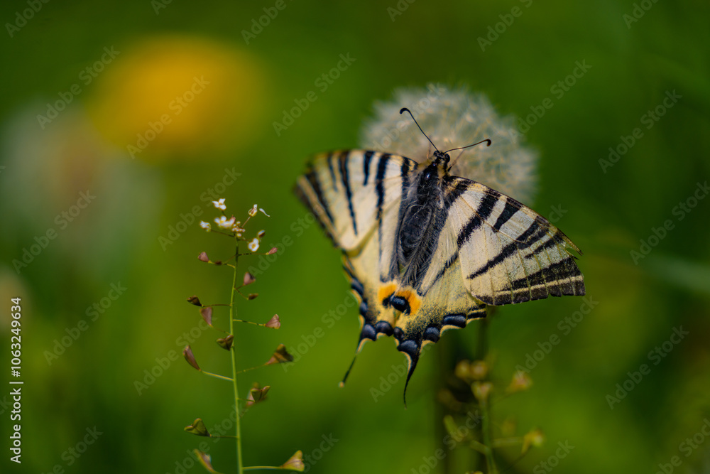 The scarce swallowtail butterfly basking in the sun on a dandelion. Iphiclides podalirius, the large and colorful insect also called pear-tree swallowtail The scarce swallowtail butterfly basking in the sun on a dandelion. Iphiclides podalirius, the large and colorful insect also called pear-tree swallowtail