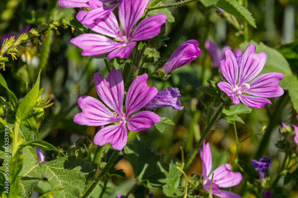Close-up of beautiful flowers in the sun in spring. Malva common. Malva sylvestris. Common mallow Close-up of beautiful flowers in the sun in spring. Malva common. Malva sylvestris. Common mallow