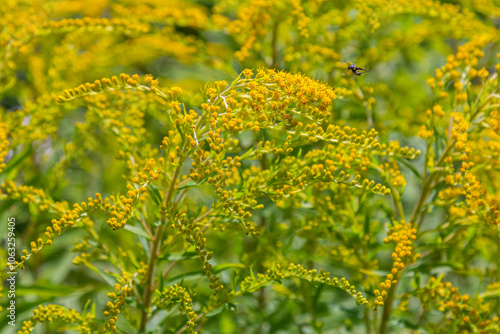 Canadian goldenrod, cluster of small yellow flower heads, close up. Solidago canadensis or brendiae is an ornamental perennial herb, herbaceous flowering plant of the family Asteraceae, Compositae photo