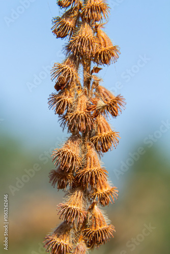 Common agrimony seeds, Latin name Agrimonia eupatoria photo