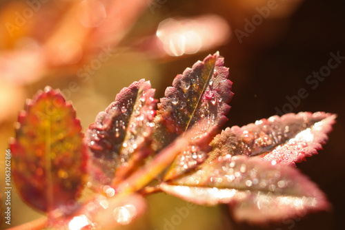  Autumn rose bush leaves in the garden after the rain. Shallow DOF