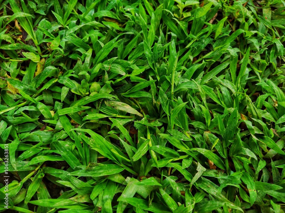 green grass background green grass background