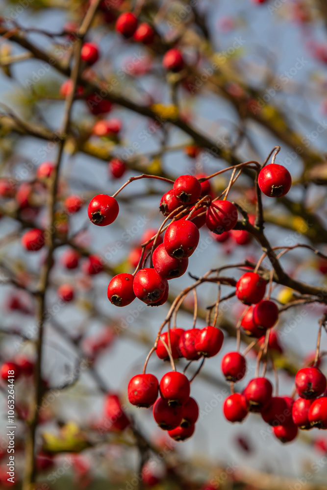 clusters of red fruits Crataegus coccinata tree close up clusters of red fruits Crataegus coccinata tree close up