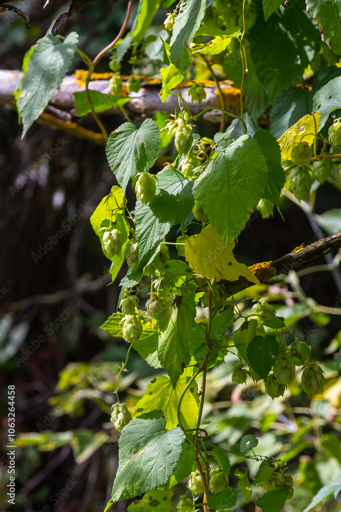 Hops flowers, of the hop plant Humulus lupulus, for beer production growing in the Bavaria by the Danube river on a sunny day Hops flowers, of the hop plant Humulus lupulus, for beer production growing in the Bavaria by the Danube river on a sunny day