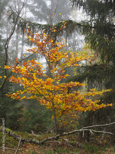 Im naturbelassenen Mischwald im Herbst photo