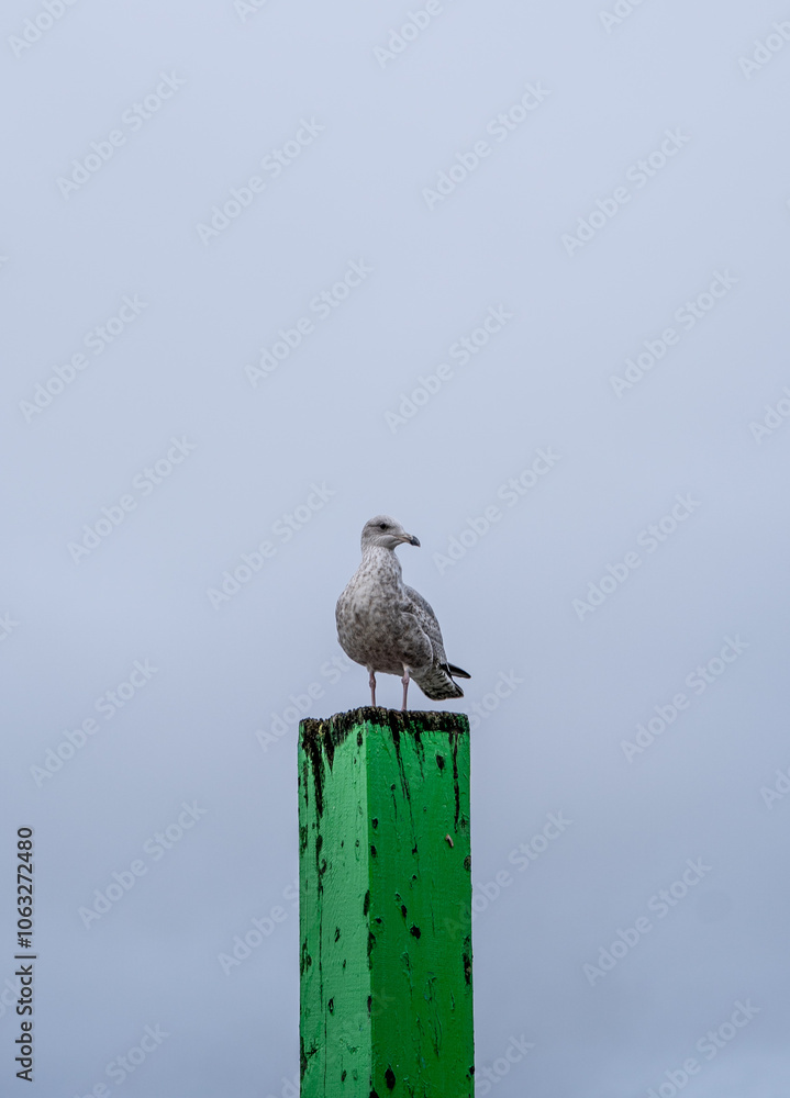 Seagull on a green post Seagull on a green post