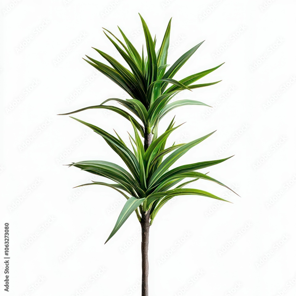 Fototapeta premium interior plants isolated on a light background