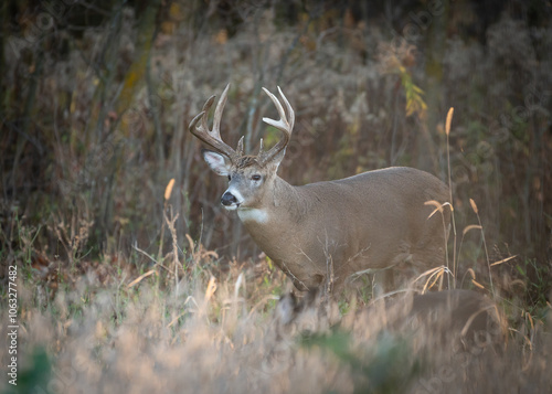Mature whitetail buck during rut