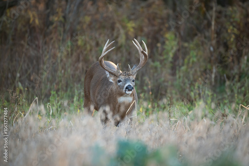 Mature whitetail buck during rut
