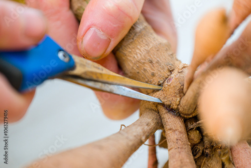 Gardener dividing dahlias. Freshly lifted and washed clump of dahlia tubers being divided. Pruning shears and viable eye close up. photo