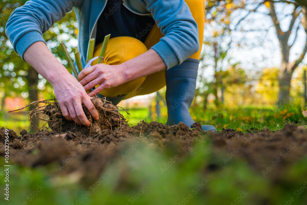 Naklejka premium Woman digging up dahlia plant tubers, cleaning and preparing them for winter storage. Autumn gardening jobs. Overwintering dahlia tubers.