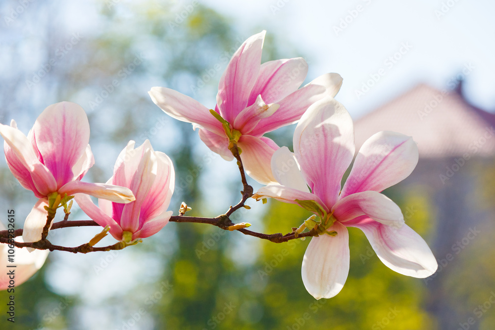 magnolia soulangeana tree blooming. longevity symbol. closeup nature background in spring. backlit scenery on a sunny day in april. fragrant purity