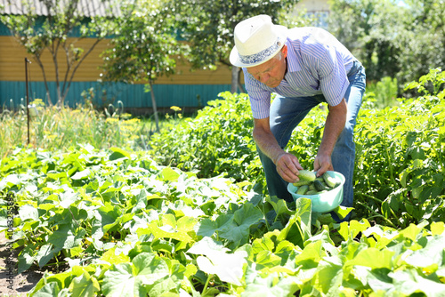 Cheerful gray-haired man with harvest of cucumbers on his farm photo