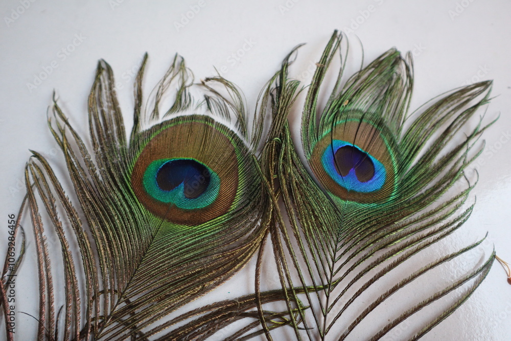 Fototapeta premium A vibrant peacock feather displayed prominently, showcasing its stunning iridescent colors and intricate patterns, perfect for artistic and nature-themed projects.