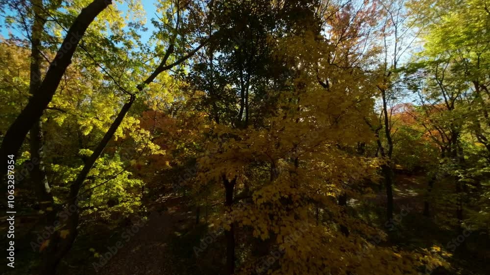 Smooth FPV flight through forested autumn landscape at Mount Royal, sun filtering through leaves Smooth FPV flight through forested autumn landscape at Mount Royal, sun filtering through leaves