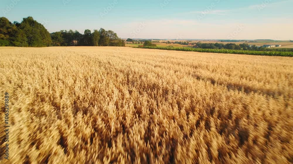 custom made wallpaper toronto digitalGolden oat field extending across rolling landscape with distant trees and serene open skies in the countryside.