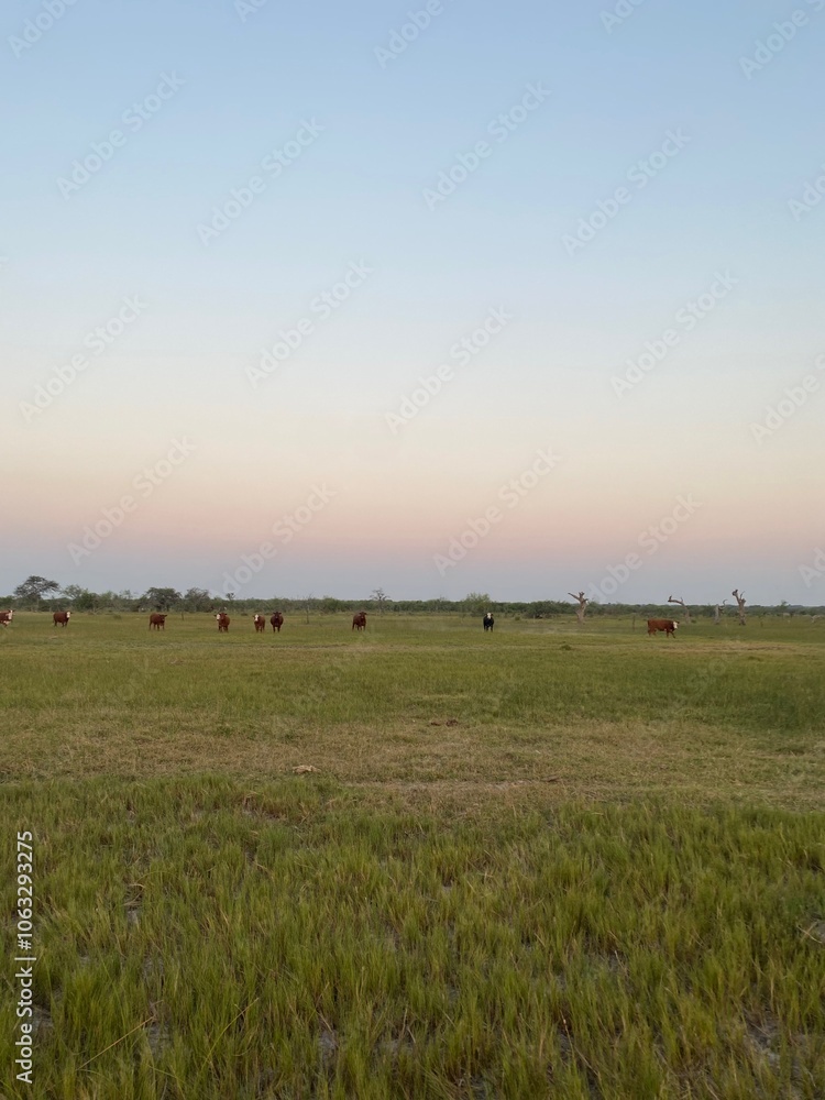 Fototapeta premium cows in the field